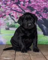 Archie, a male Labrador Retriever for sale in Harlan, IN – Photo 3 of 5