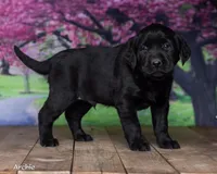 Archie, a male Labrador Retriever for sale in Harlan, IN – Photo 1 of 5