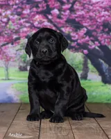 Archie, a male Labrador Retriever for sale in Harlan, IN – Photo 5 of 5