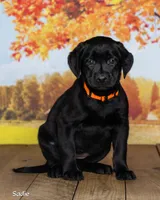 Sadie, a female Labrador Retriever for sale in Harlan, IN – 3 of 3