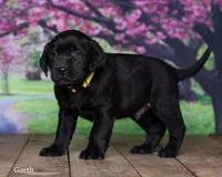 Garth, a male Labrador Retriever for sale in Harlan, IN – Photo 2 of 3