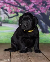 Garth, a male Labrador Retriever for sale in Harlan, IN – Photo 1 of 3