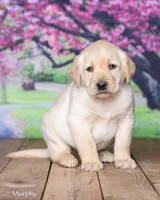 Murphy, a male Labrador Retriever for sale in Harlan, IN – Photo 4 of 6