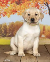 Kaylee, a female Labrador Retriever for sale in Harlan, IN – 2 of 3