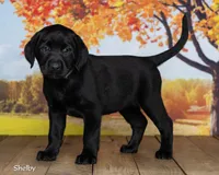 Shelby, a female Labrador Retriever for sale in Harlan, IN – 2 of 3