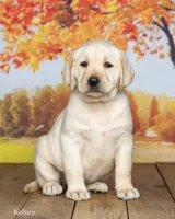 Kelsey, a female Labrador Retriever for sale in Harlan, IN – 2 of 3