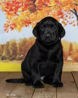 Archie, a male Labrador Retriever for sale in Harlan, IN – 3 of 3