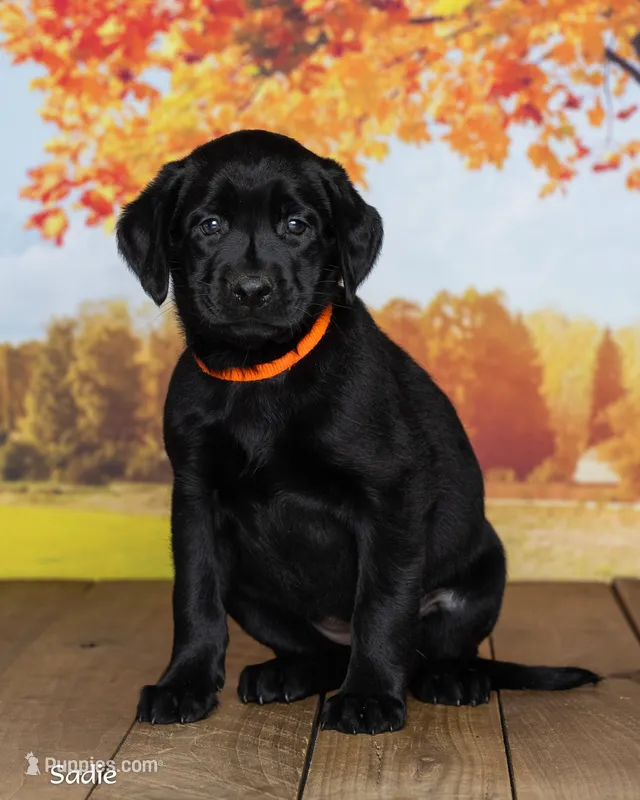 Sadie – Labrador Retriever puppy for sale in Harlan, IN