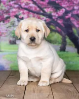 Molly, a female Labrador Retriever for sale in Harlan, IN – Photo 3 of 3