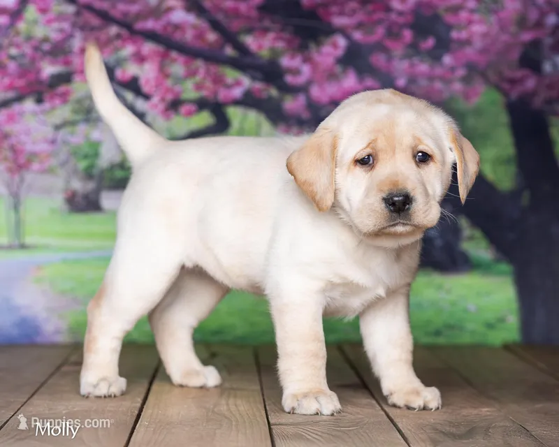 Molly – Labrador Retriever puppy for sale in Harlan, IN