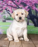Molly, a female Labrador Retriever for sale in Harlan, IN – Photo 2 of 3