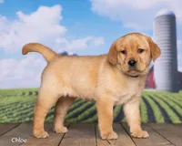 Chloe, a female Labrador Retriever for sale in Harlan, IN – Photo 1 of 3