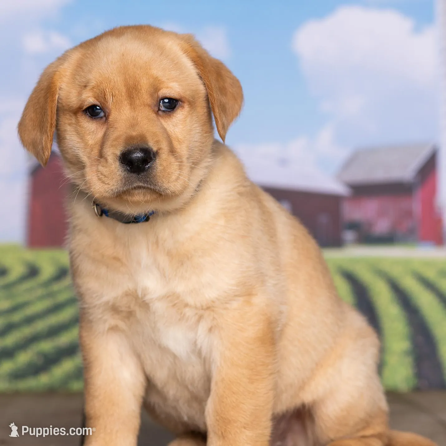 Chloe, a female Labrador Retriever for sale in Harlan, IN – Photo 2 of 3