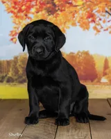 Shelby, a female Labrador Retriever for sale in Harlan, IN – 2 of 3