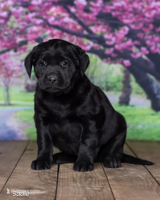 Sadie – Labrador Retriever puppy for sale in Harlan, IN