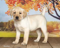 Kaylee, a female Labrador Retriever for sale in Harlan, IN – 3 of 3