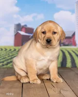 Abby, a female Labrador Retriever for sale in Harlan, IN – Photo 3 of 3