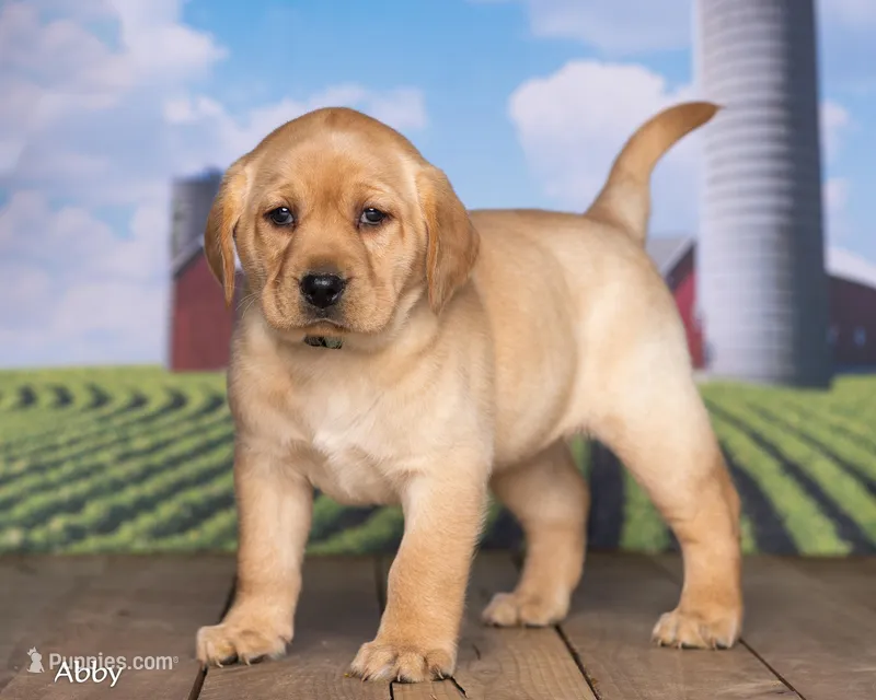Abby – Labrador Retriever puppy for sale in Harlan, IN