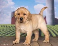 Abby, a female Labrador Retriever for sale in Harlan, IN – Photo 1 of 3