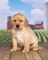 Abby, a female Labrador Retriever for sale in Harlan, IN – Photo 2 of 3