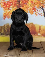 Murphy, a male Labrador Retriever for sale in Harlan, IN – 2 of 3