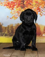 Murphy, a male Labrador Retriever for sale in Harlan, IN – 1 of 3