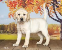 Molly, a female Labrador Retriever for sale in Harlan, IN – 3 of 3