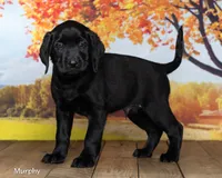 Murphy, a male Labrador Retriever for sale in Harlan, IN – 3 of 3