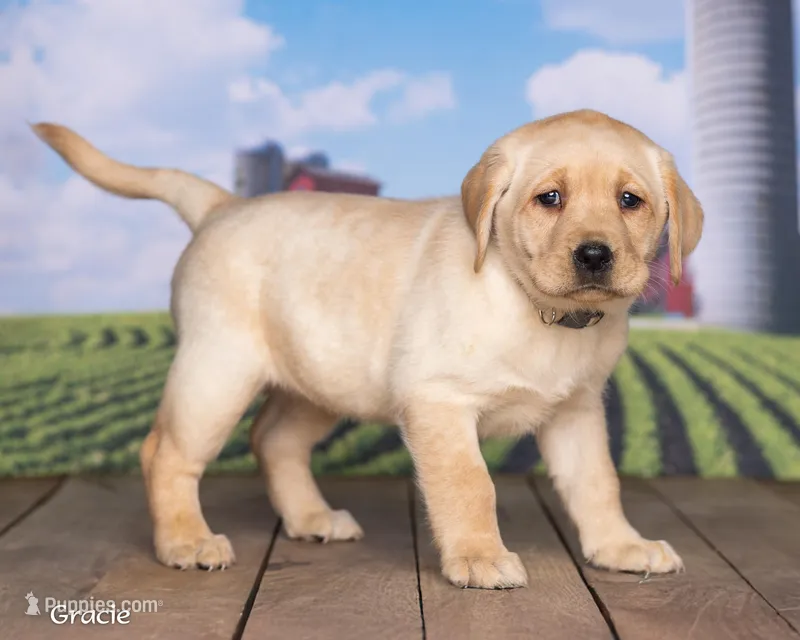 Gracie – Labrador Retriever puppy for sale in Harlan, IN