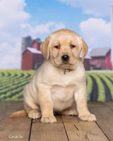 Gracie, a female Labrador Retriever for sale in Harlan, IN – Photo 3 of 3