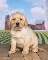 Gracie, a female Labrador Retriever for sale in Harlan, IN – Photo 2 of 3