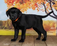 Sadie, a female Labrador Retriever for sale in Harlan, IN – 2 of 3