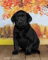 Archie, a male Labrador Retriever for sale in Harlan, IN – 2 of 3