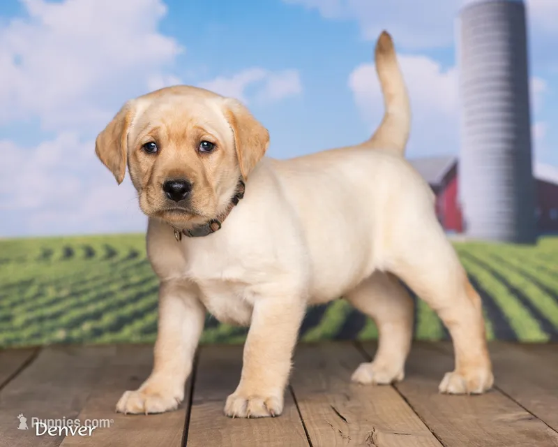 Denver – Labrador Retriever puppy for sale in Harlan, IN