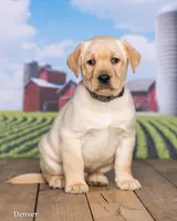 Denver, a male Labrador Retriever for sale in Harlan, IN – Photo 3 of 3
