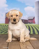 Denver, a male Labrador Retriever for sale in Harlan, IN – Photo 2 of 3