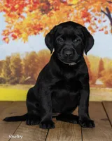 Shelby, a female Labrador Retriever for sale in Harlan, IN – 3 of 3