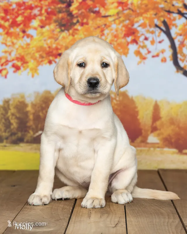 Molly – Labrador Retriever puppy for sale in Harlan, IN