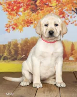 Molly, a female Labrador Retriever for sale in Harlan, IN – 2 of 3