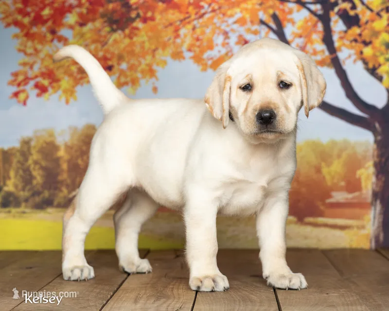Kelsey – Labrador Retriever puppy for sale in Harlan, IN