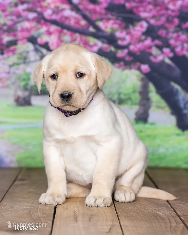 Kaylee – Labrador Retriever puppy for sale in Harlan, IN