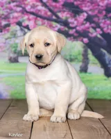 Kaylee, a female Labrador Retriever for sale in Harlan, IN – Photo 3 of 3