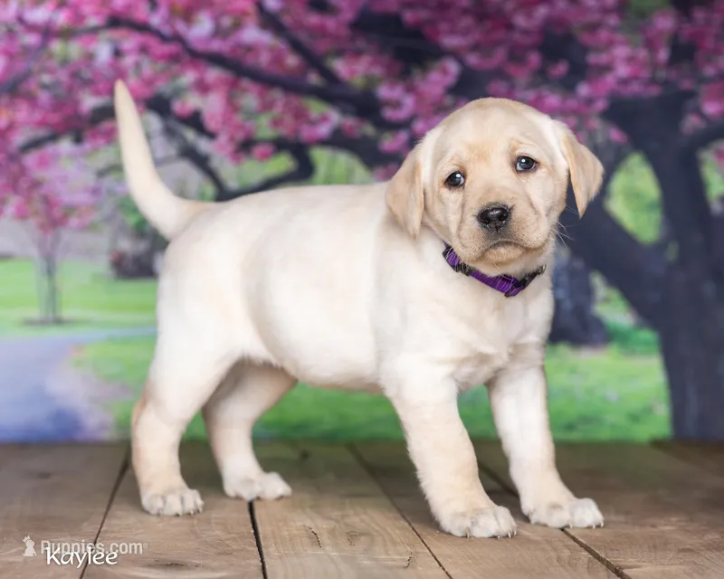 Kaylee – Labrador Retriever puppy for sale in Harlan, IN