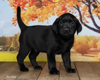 Archie, a male Labrador Retriever for sale in Harlan, IN – 1 of 3