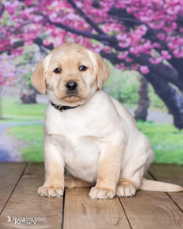 Kelsey – Labrador Retriever puppy for sale in Harlan, IN