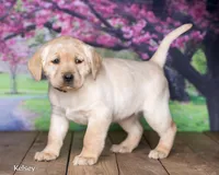 Kelsey, a female Labrador Retriever for sale in Harlan, IN – Photo 3 of 3