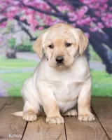 Kelsey, a female Labrador Retriever for sale in Harlan, IN – Photo 2 of 3
