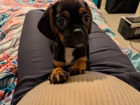 Baby Peaches, a  Pug for sale in Dallas, TX – Photo 2 of 2