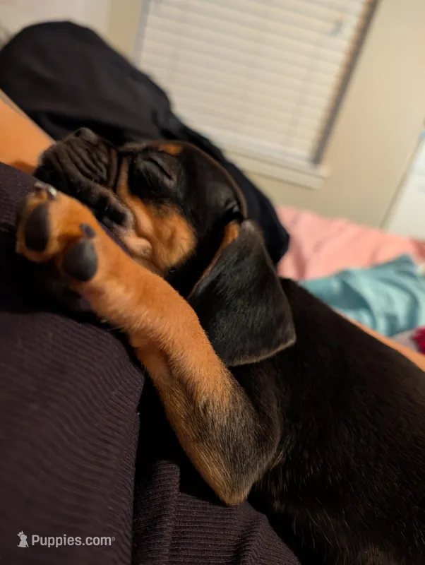 Baby Peaches – Pug puppy for sale in Dallas, TX