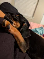 Baby Peaches, a  Pug for sale in Dallas, TX – Photo 1 of 2